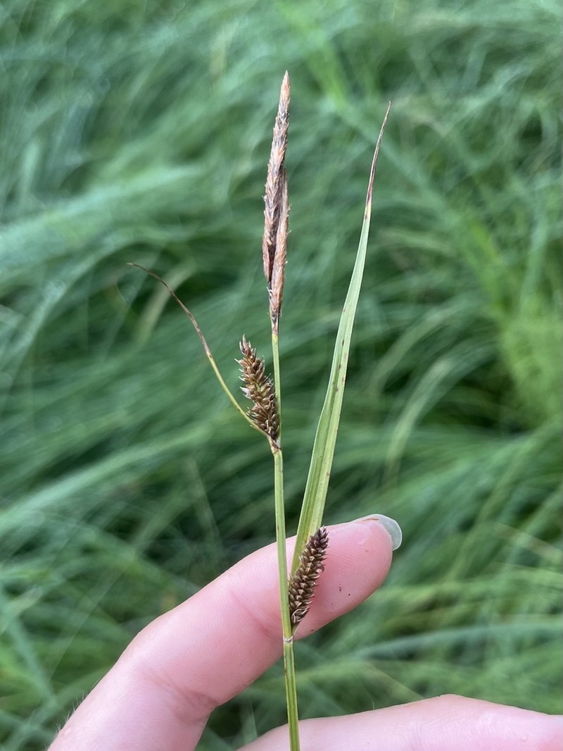 Hayden's Sedge photo 6