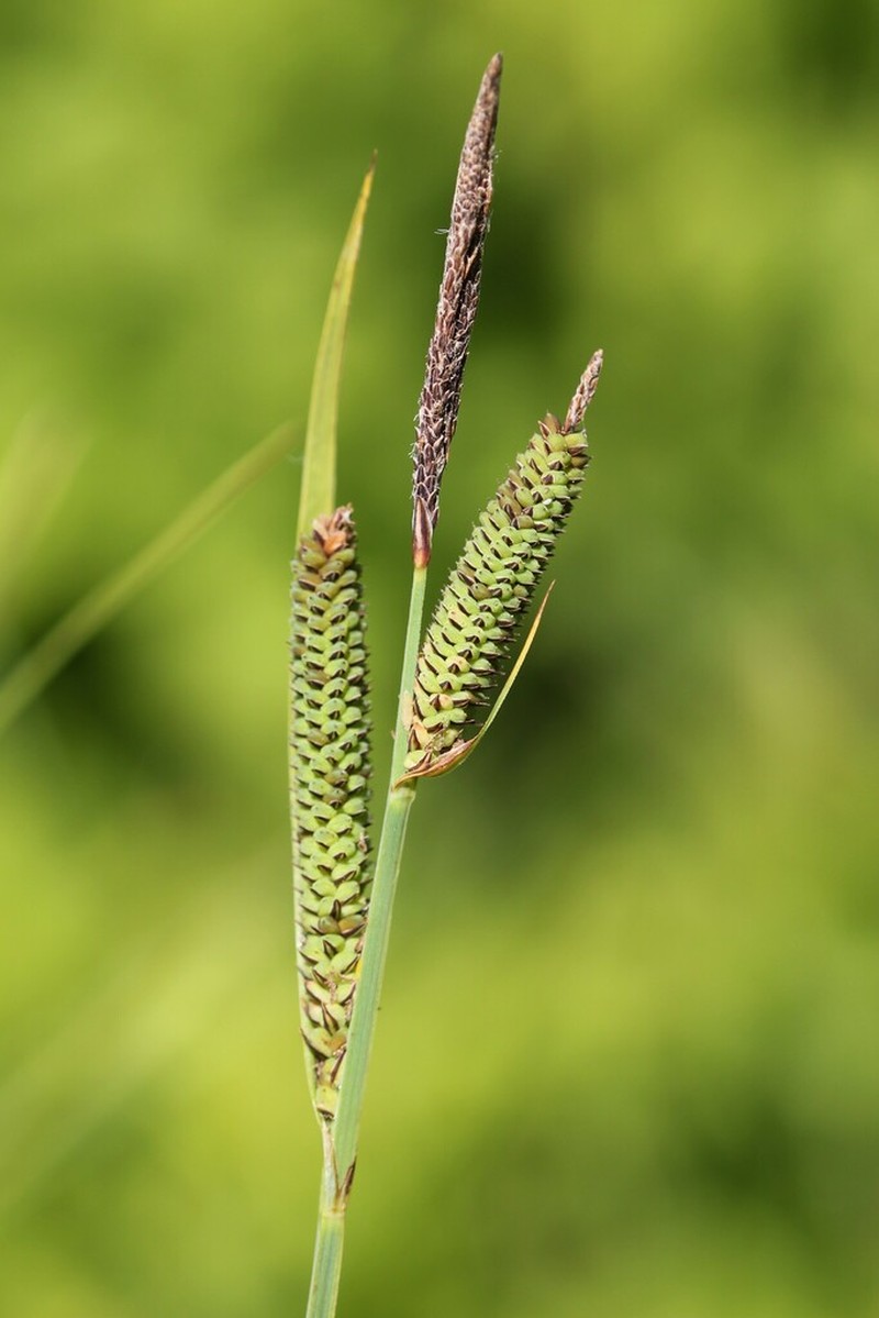 Hayden's Sedge photo 7