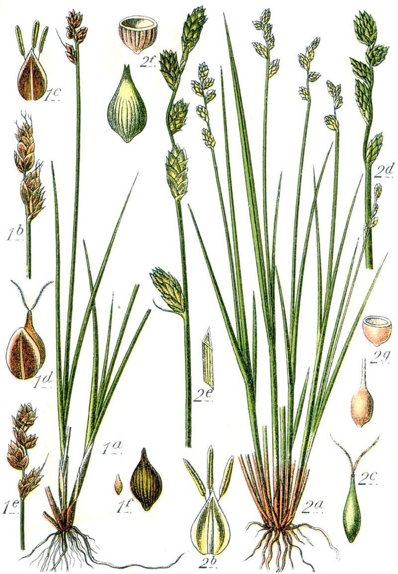Hudson Bay Sedge