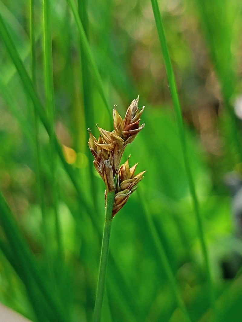 Hudson Bay Sedge photo 3