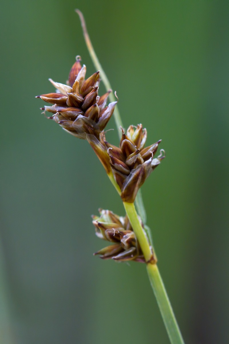 Hudson Bay Sedge photo 4