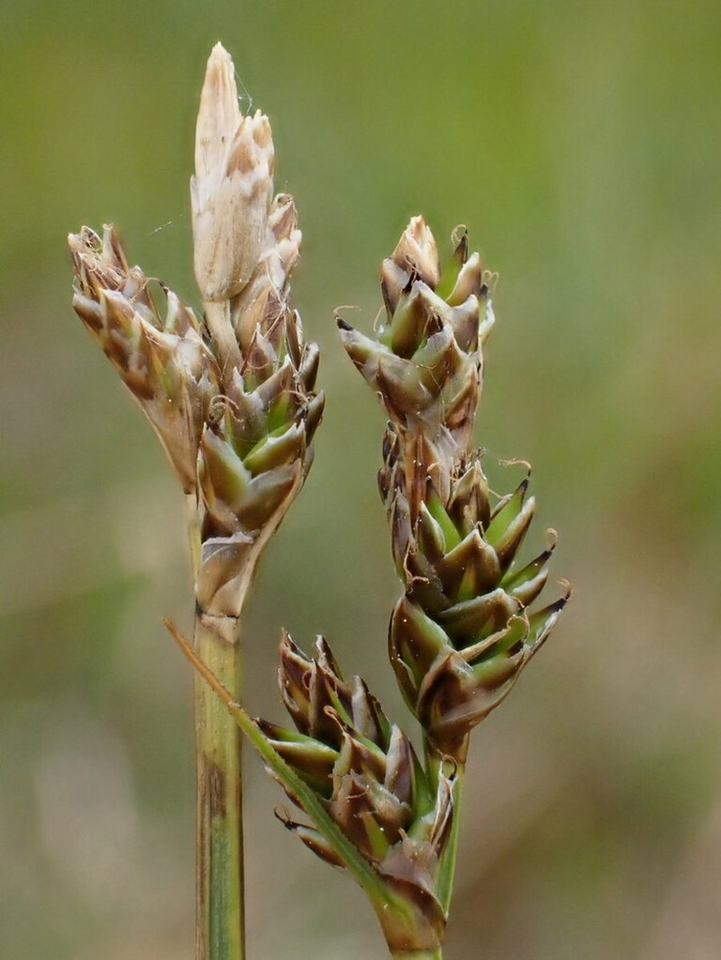 Hudson Bay Sedge photo 5