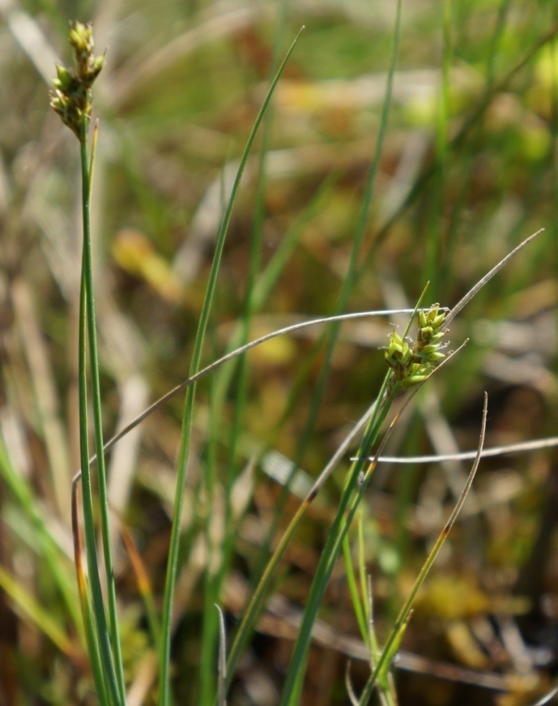 Hudson Bay Sedge photo 6