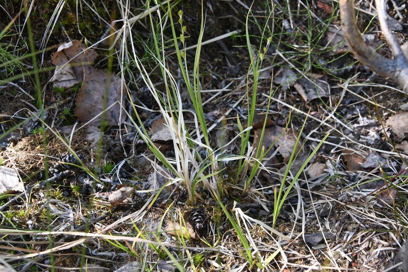 Hudson Bay Sedge photo 7