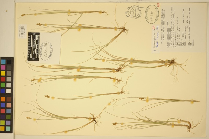 Carex heleonastes subsp. heleonastes