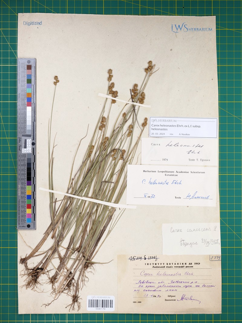 Carex heleonastes subsp. heleonastes photo 2