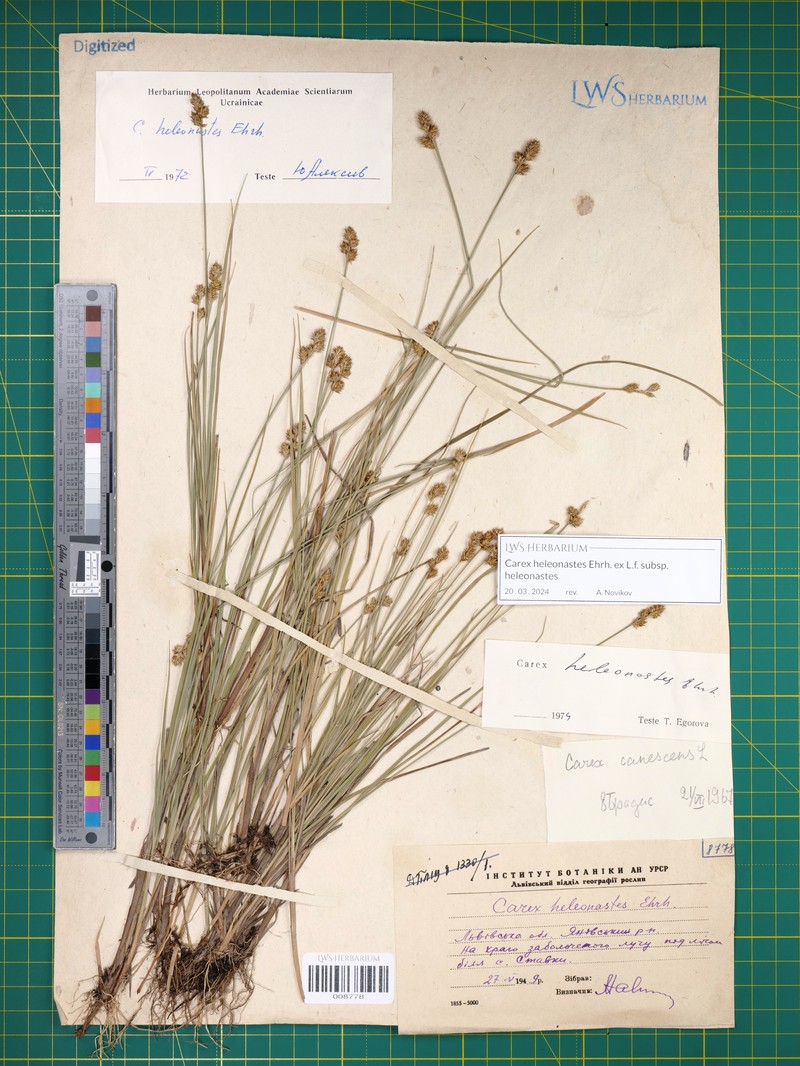Carex heleonastes subsp. heleonastes photo 3