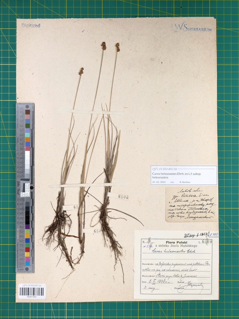 Carex heleonastes subsp. heleonastes photo 4