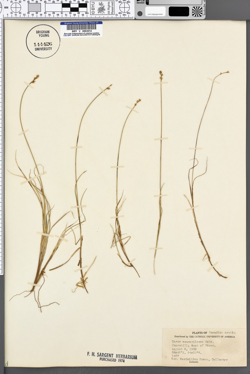 Carex heleonastes subsp. neurochlaena