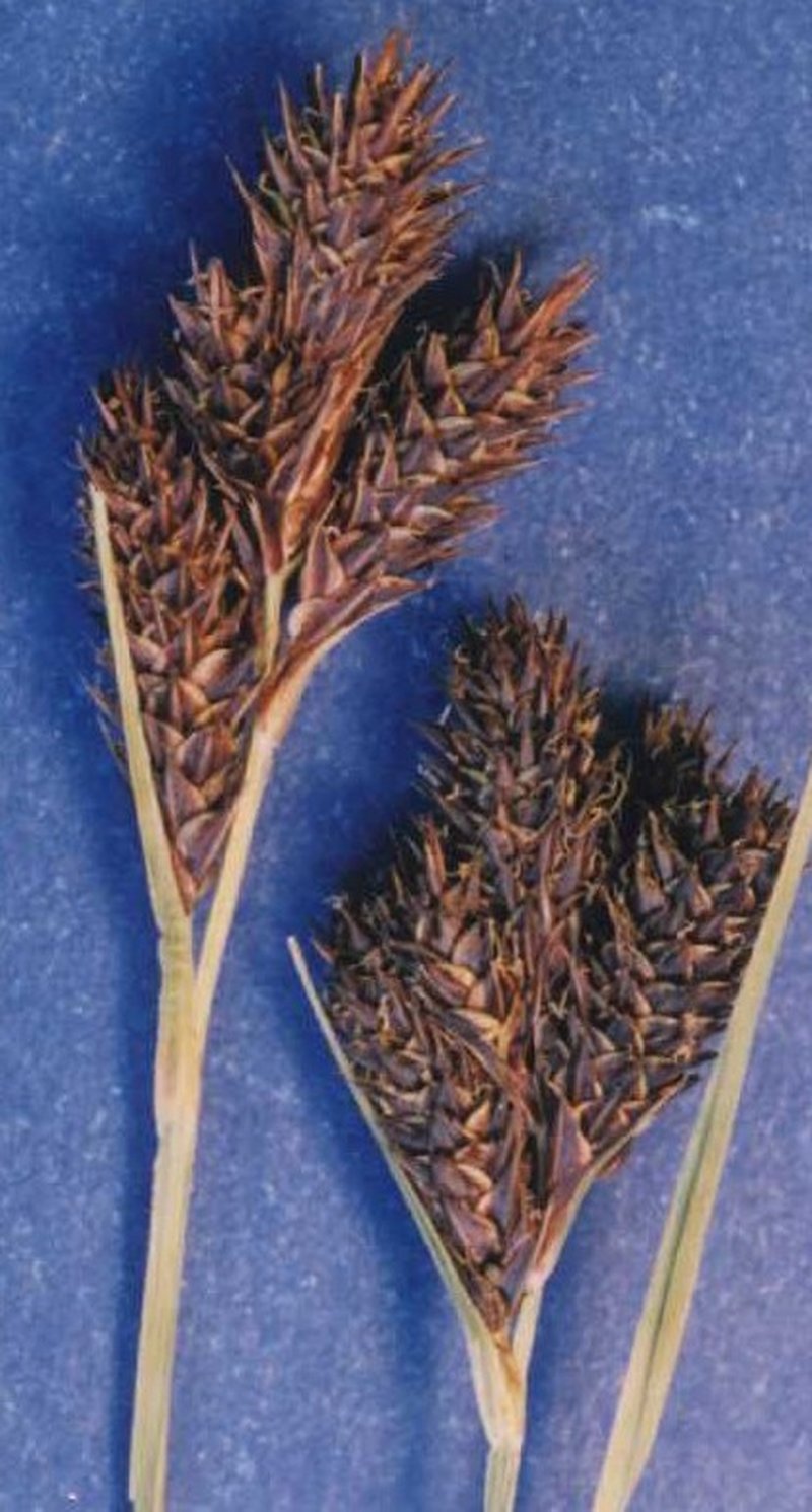 Heller's Sedge