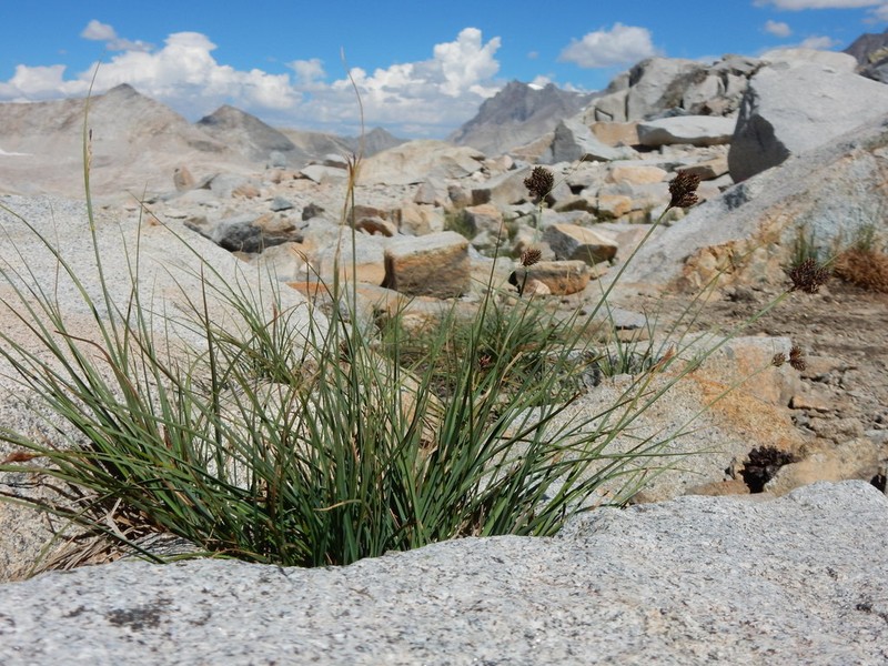 Heller's Sedge photo 3