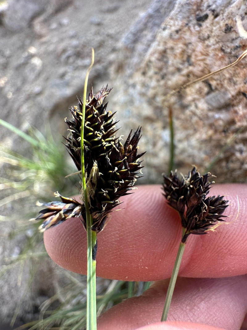Heller's Sedge photo 4