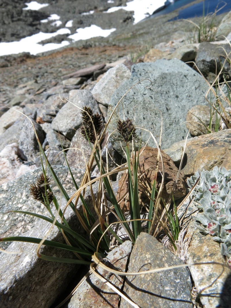 Heller's Sedge photo 5