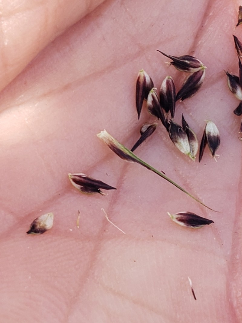 Heller's Sedge photo 6