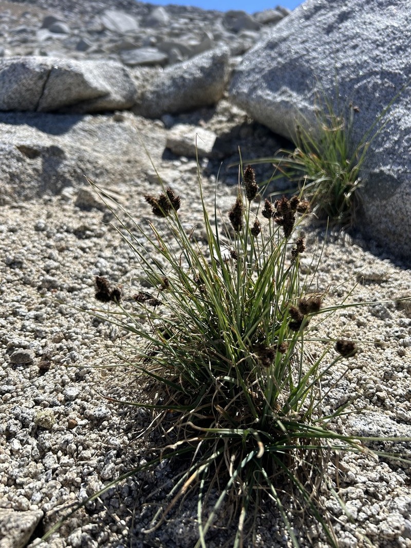 Heller's Sedge photo 7