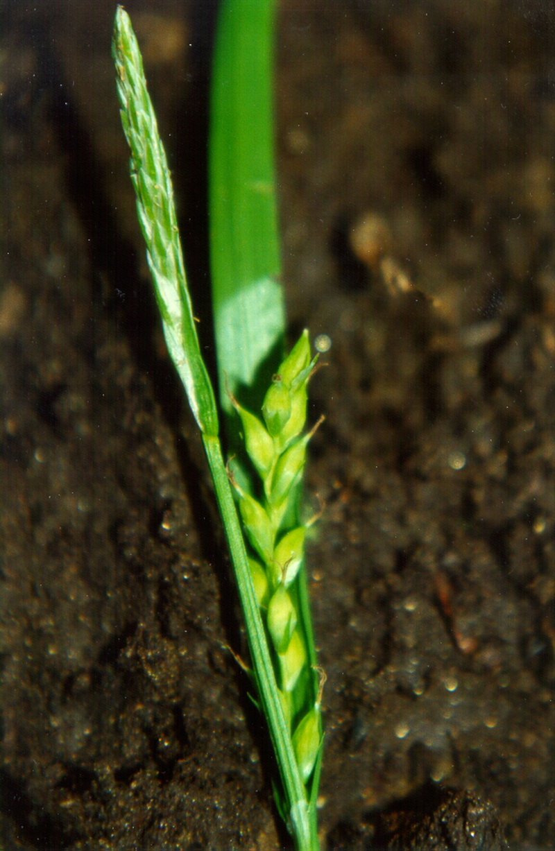 Henderson's Sedge