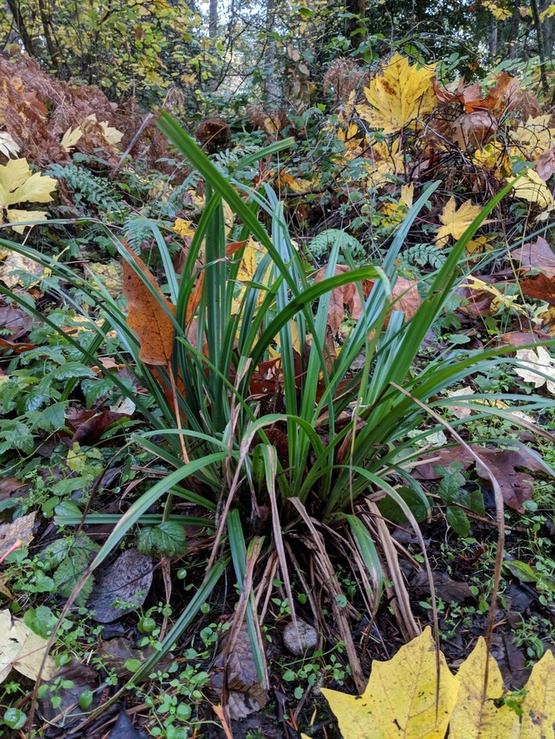 Henderson's Sedge photo 2