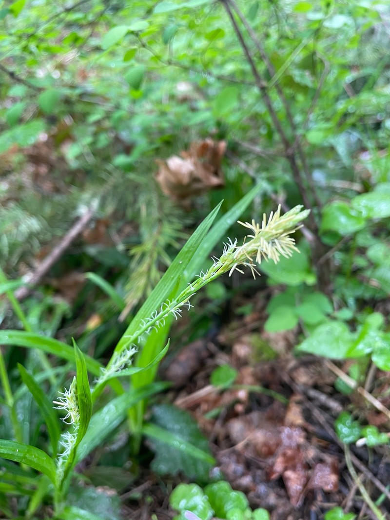 Henderson's Sedge photo 3