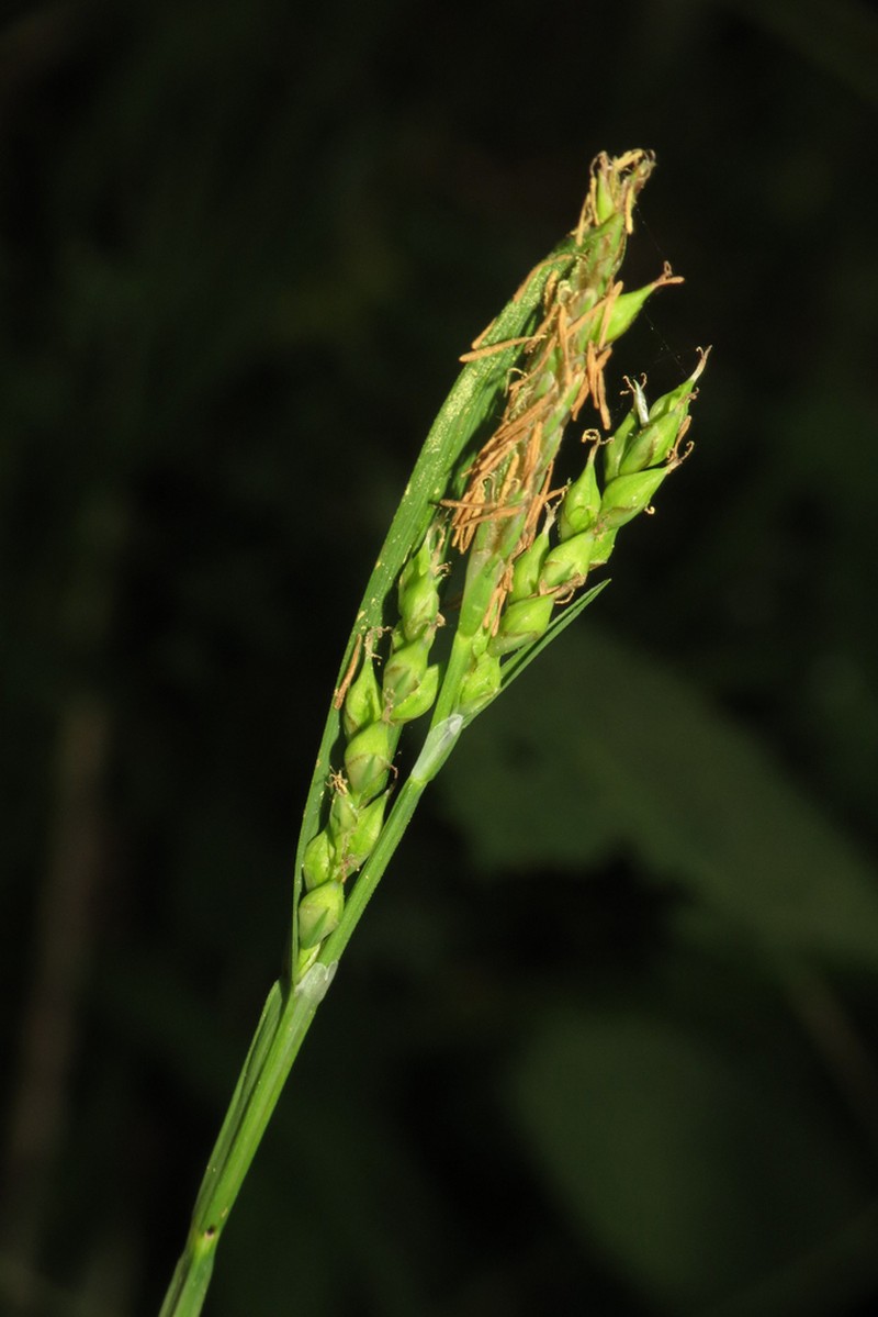 Henderson's Sedge photo 4