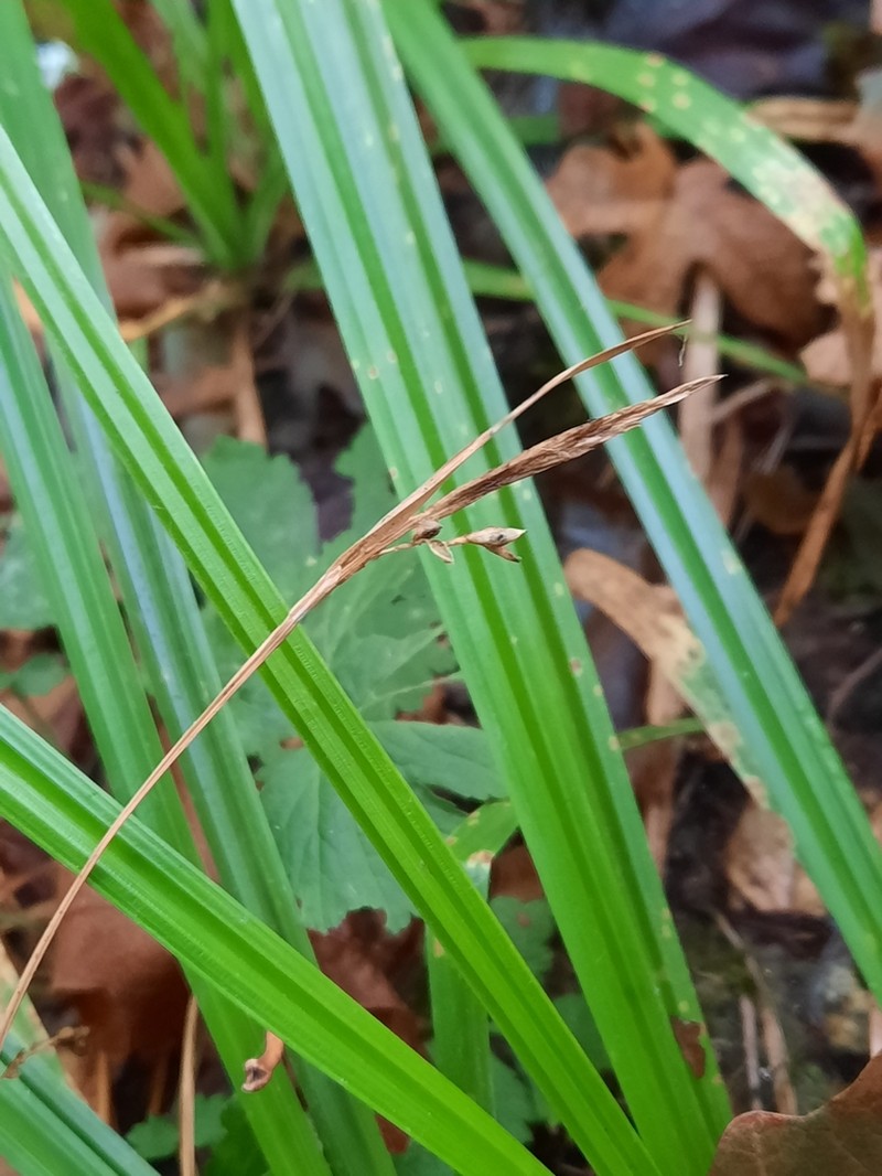 Henderson's Sedge photo 5