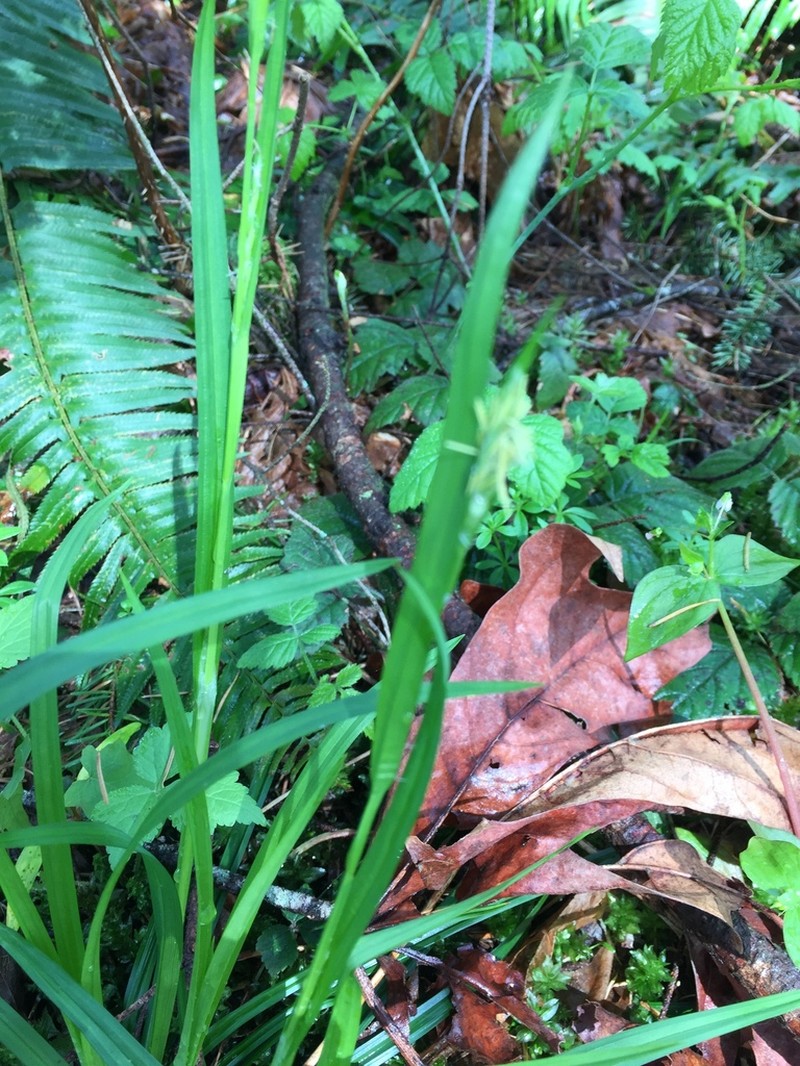 Henderson's Sedge photo 6