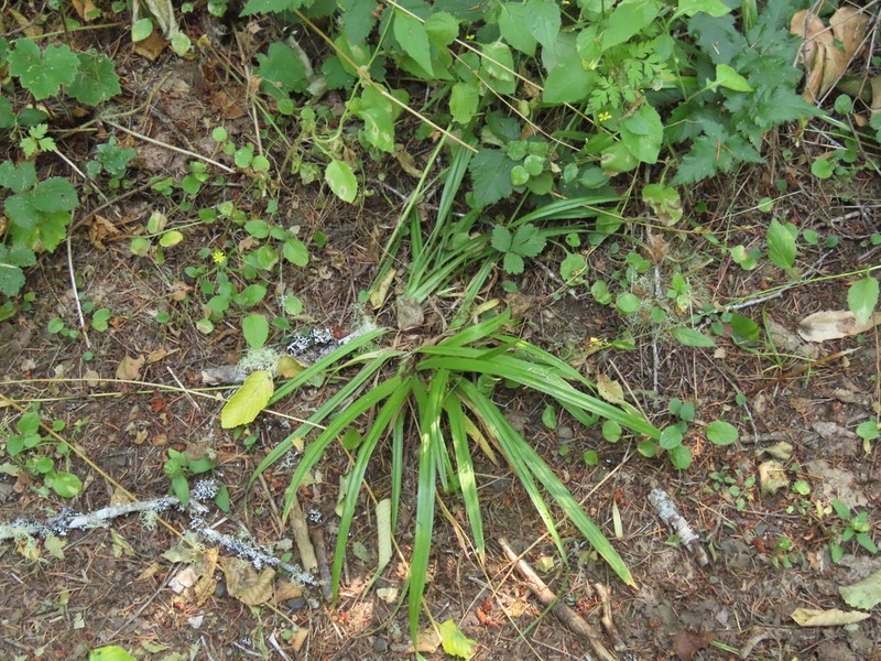 Henderson's Sedge photo 7
