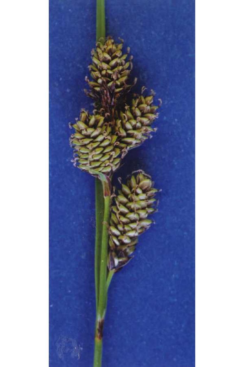 Different-Nerve Sedge