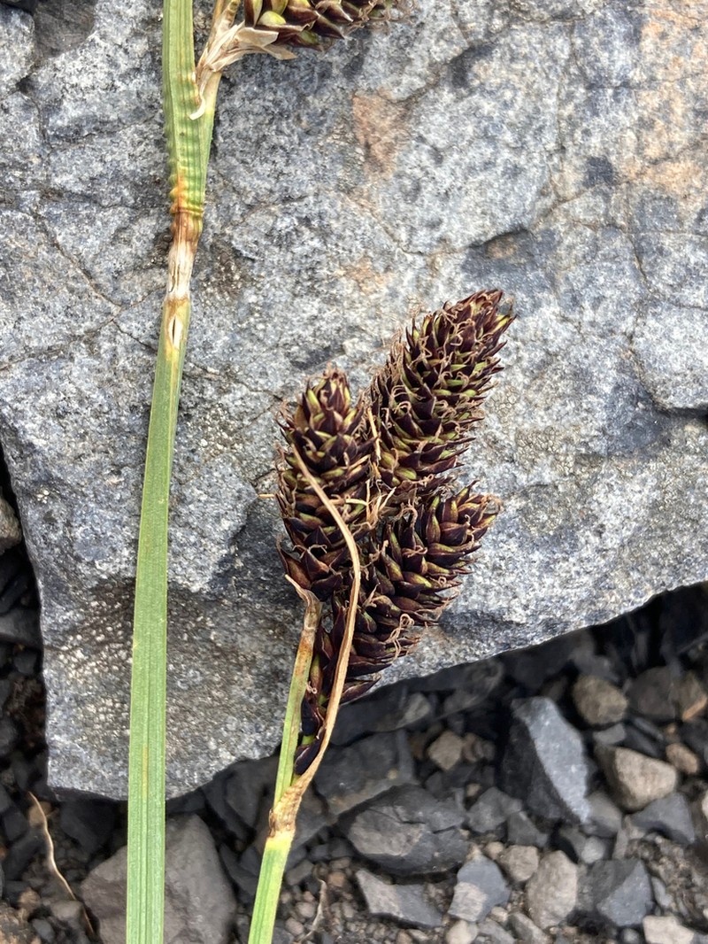 Different-Nerve Sedge photo 3