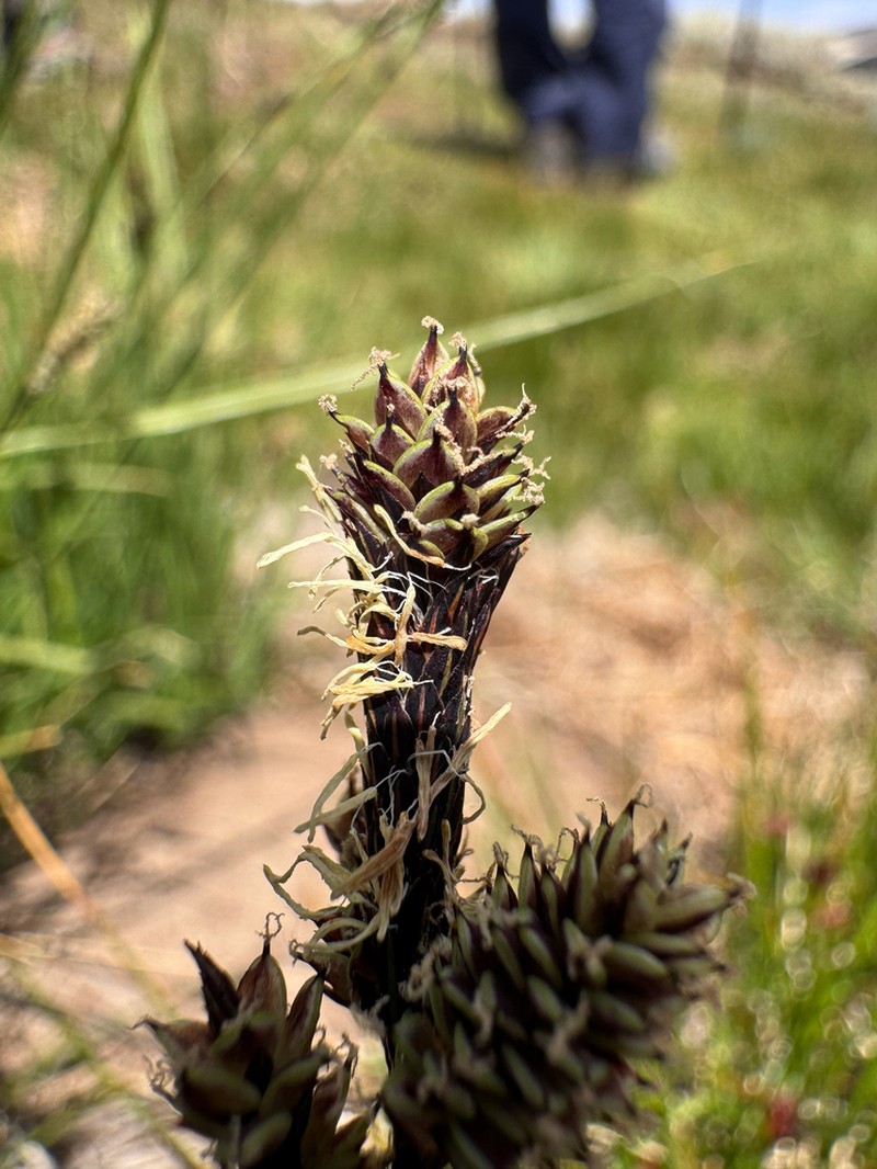 Different-Nerve Sedge photo 4