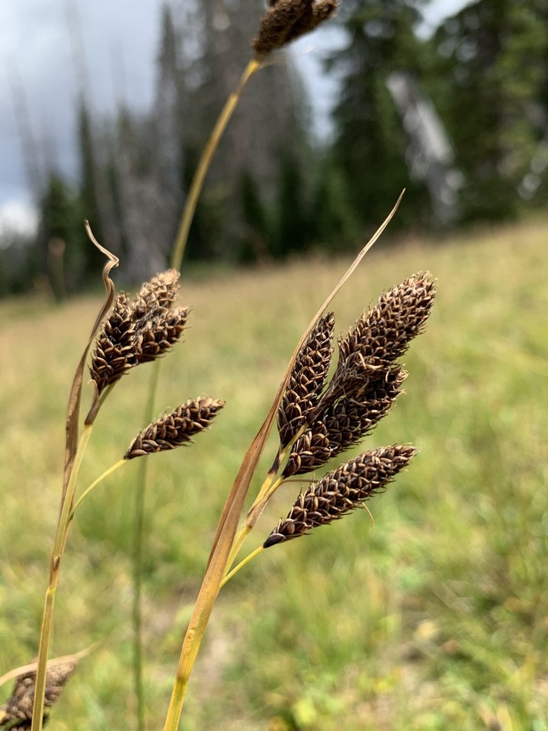 Different-Nerve Sedge photo 5