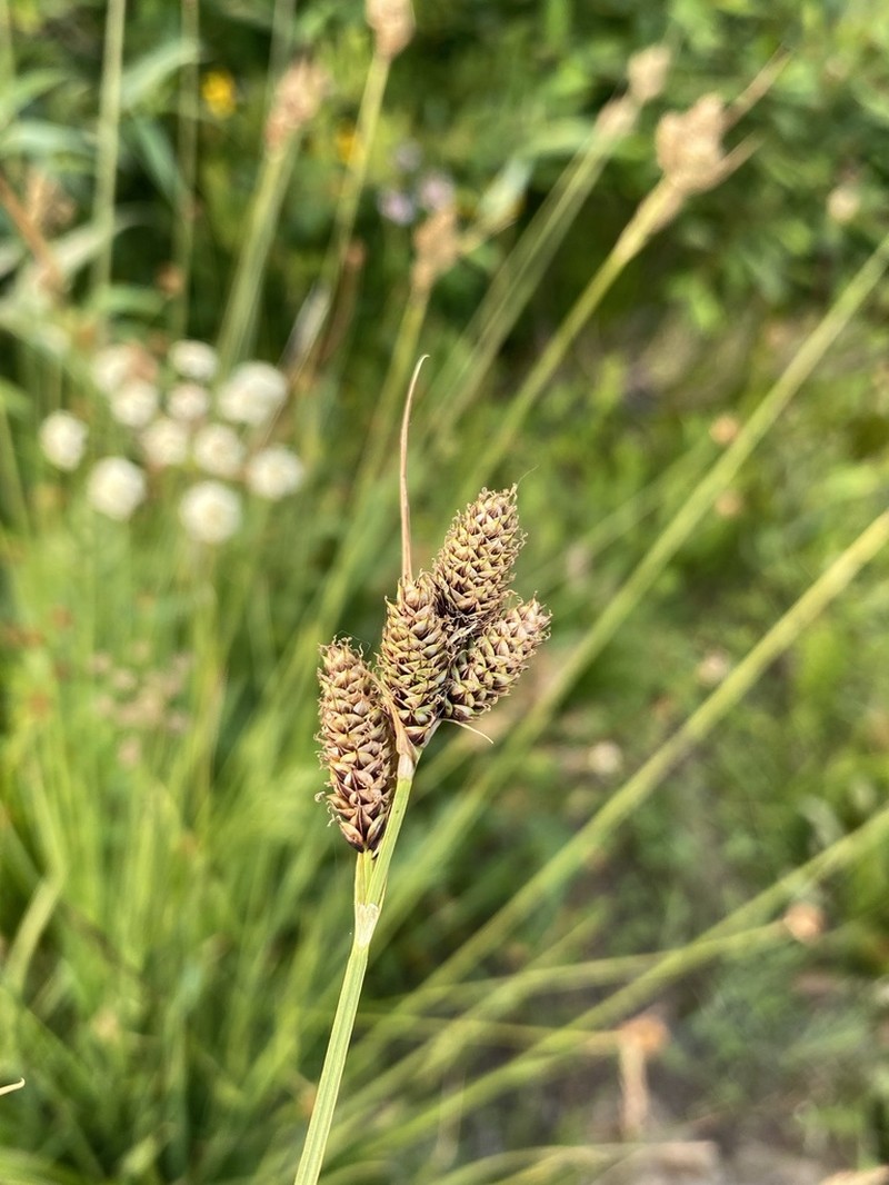 Different-Nerve Sedge photo 6