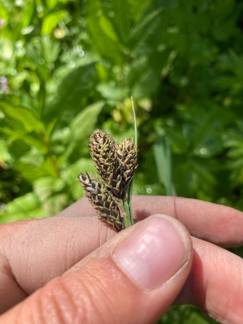 Carex heteroneura var. epapillosa