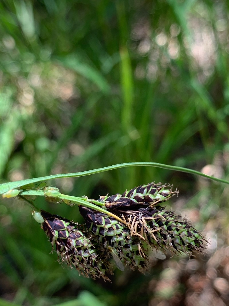 Carex heteroneura var. epapillosa photo 2