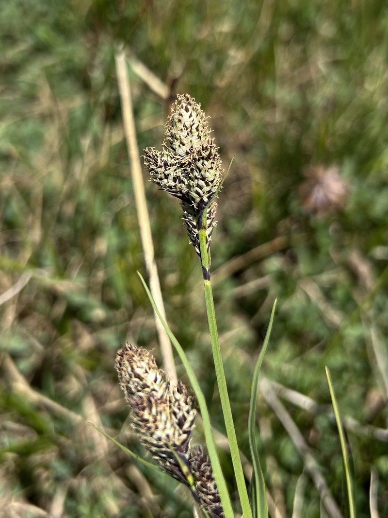 Carex heteroneura var. epapillosa photo 3