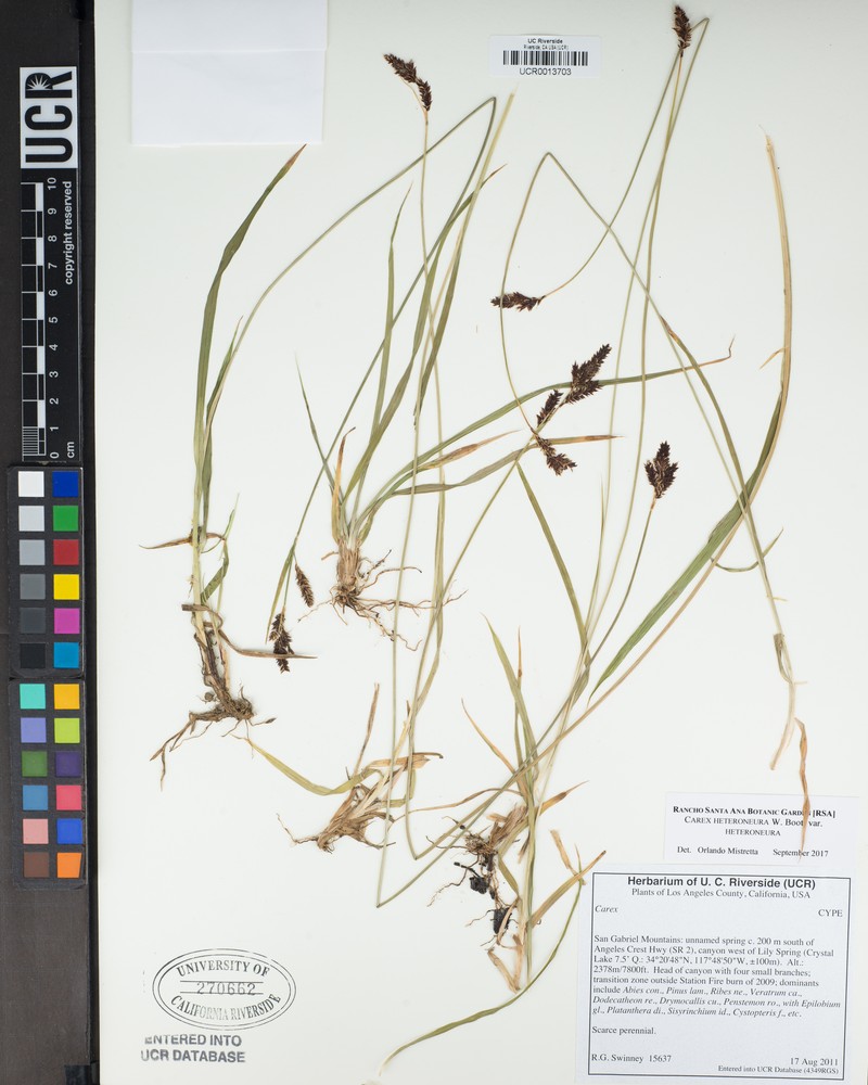Carex heteroneura var. heteroneura