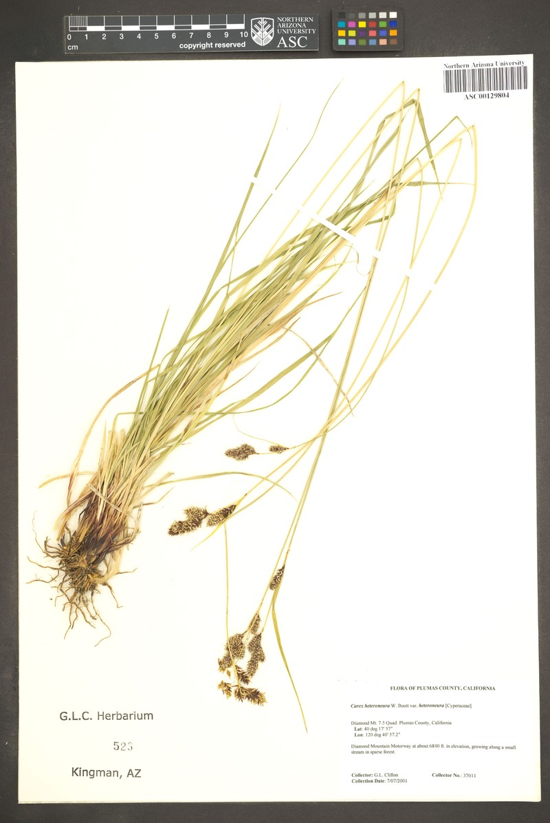 Carex heteroneura var. heteroneura photo 2