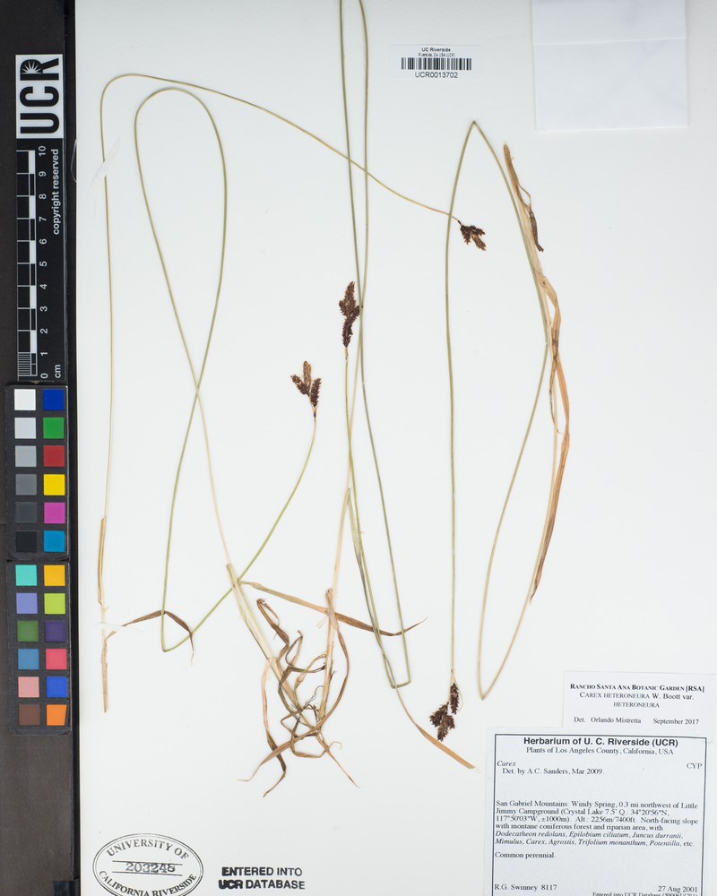 Carex heteroneura var. heteroneura photo 3