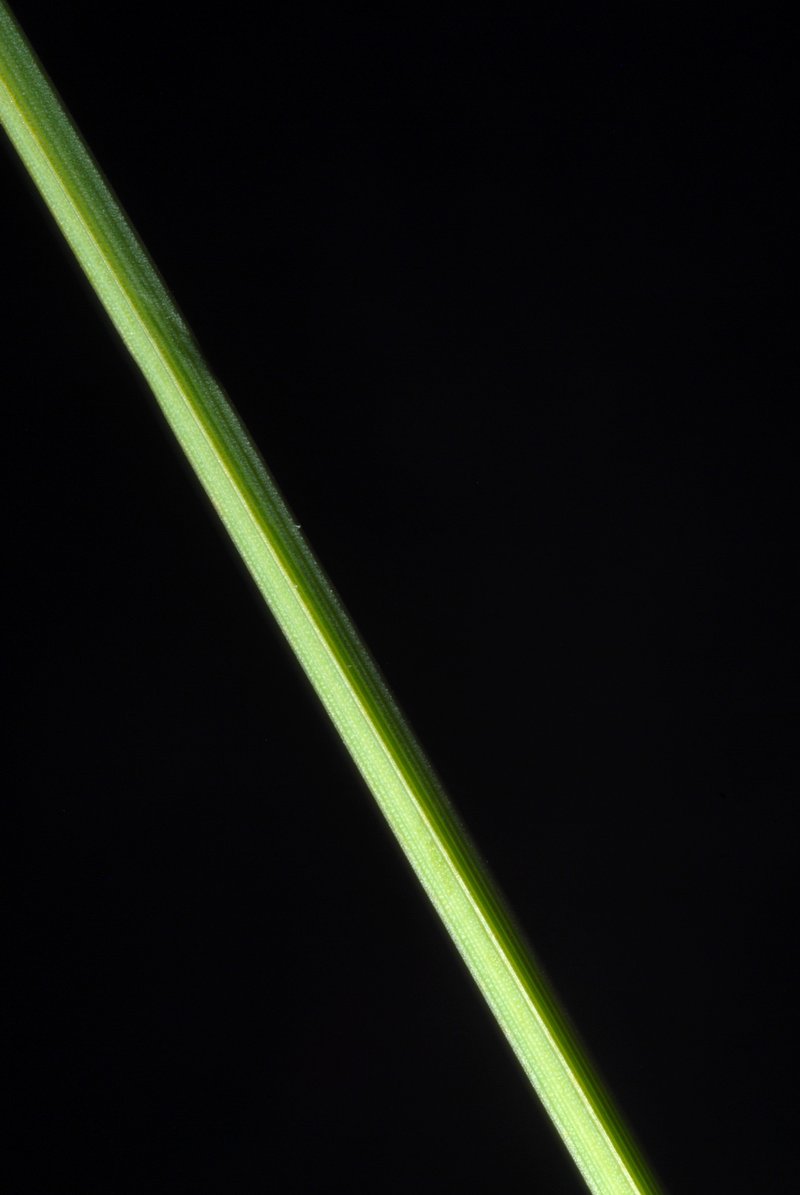 Different-Spike Sedge photo 7