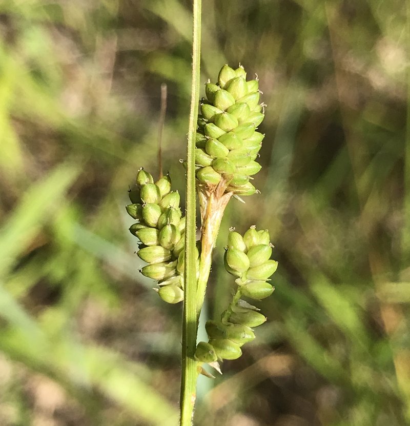 Fuzzy Wuzzy Sedge
