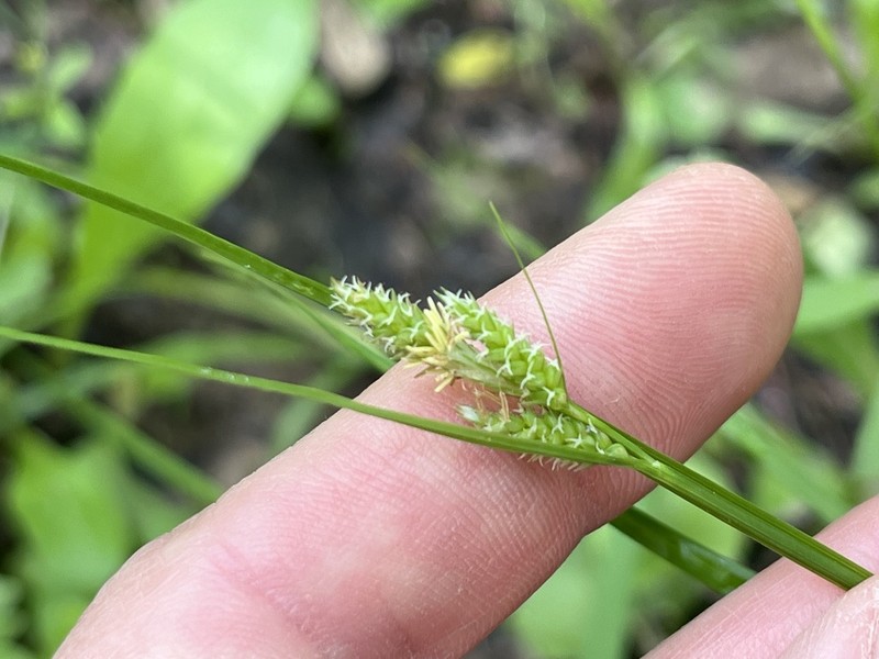 Fuzzy Wuzzy Sedge photo 3