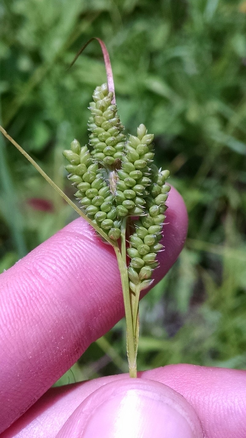 Fuzzy Wuzzy Sedge photo 4
