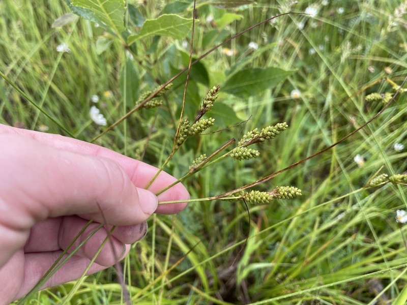 Fuzzy Wuzzy Sedge photo 5