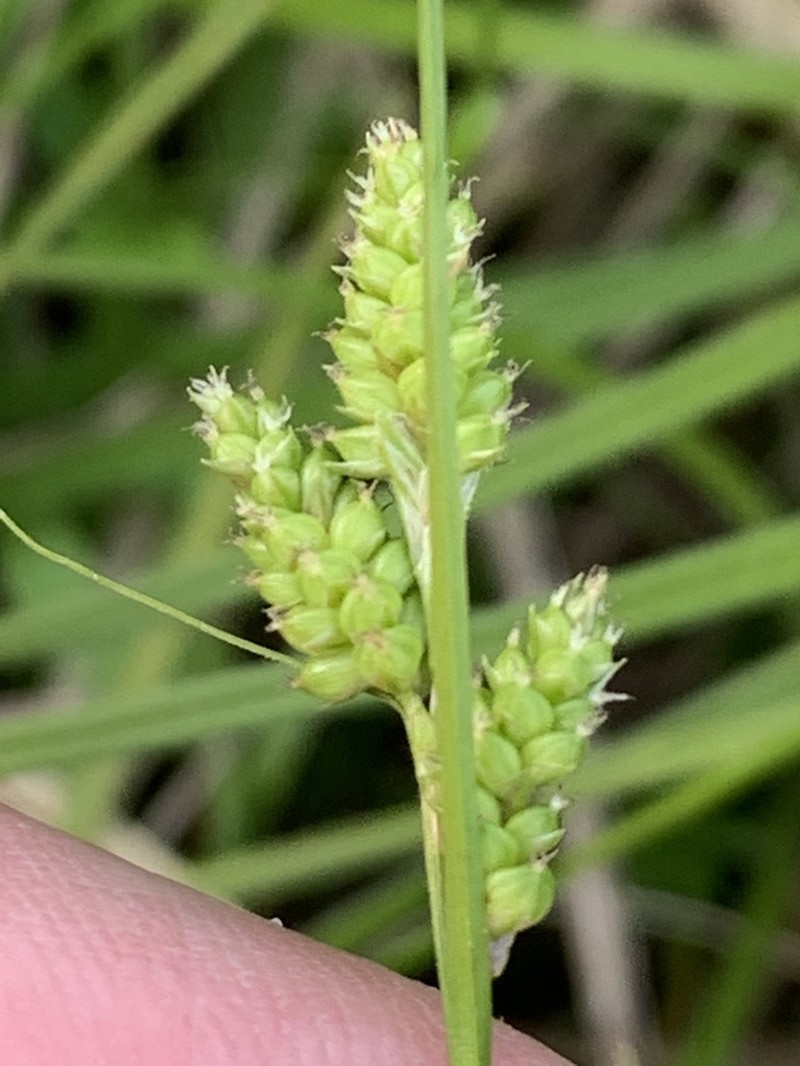 Fuzzy Wuzzy Sedge photo 6