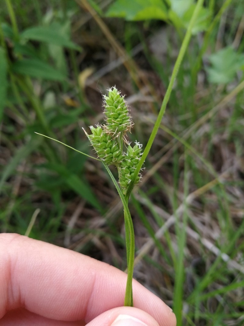 Fuzzy Wuzzy Sedge photo 7