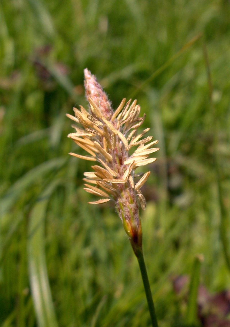 Hammer Sedge photo 4