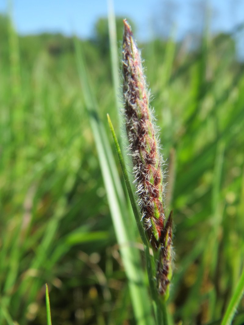 Hammer Sedge photo 5