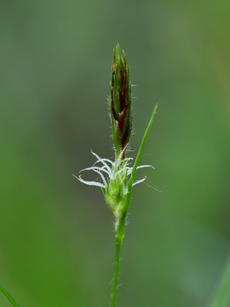 Hammer Sedge photo 6