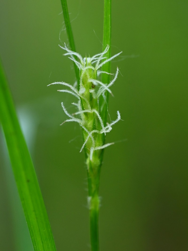 Hammer Sedge photo 7