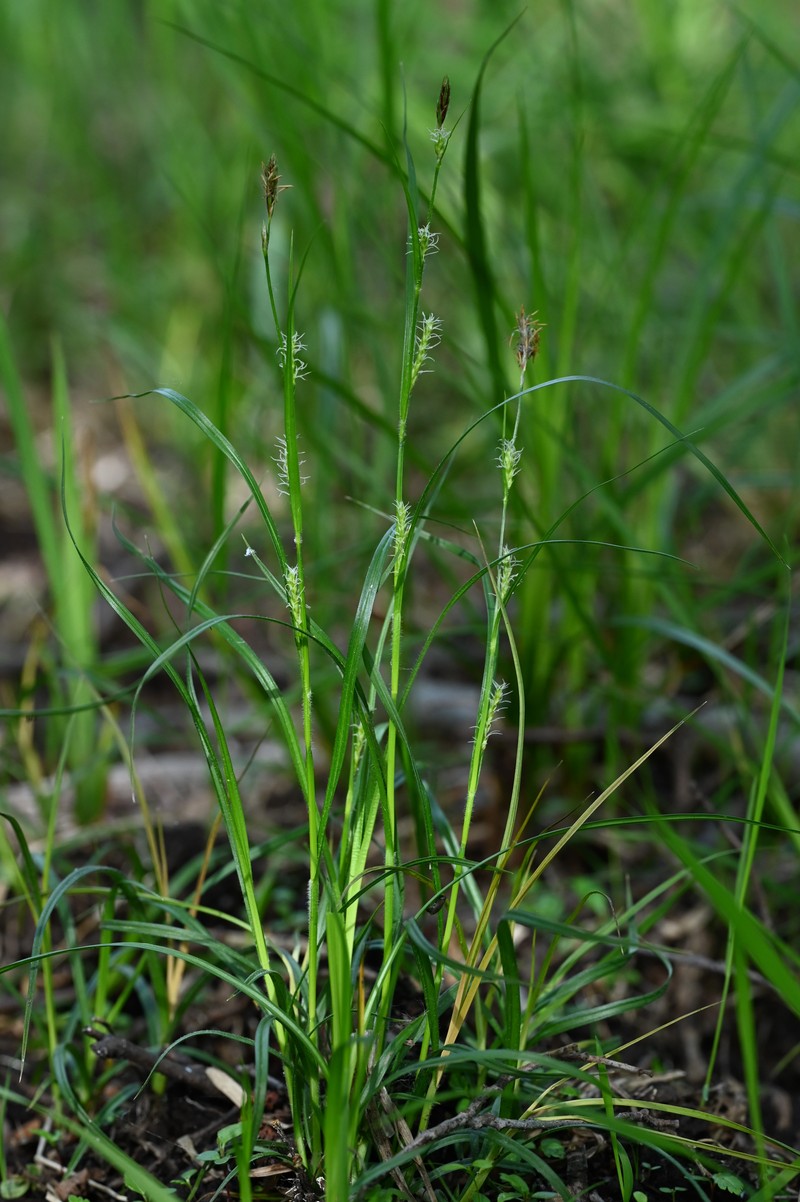 Hammer Sedge photo 8
