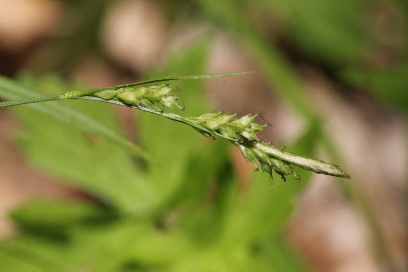 Pubescent Sedge